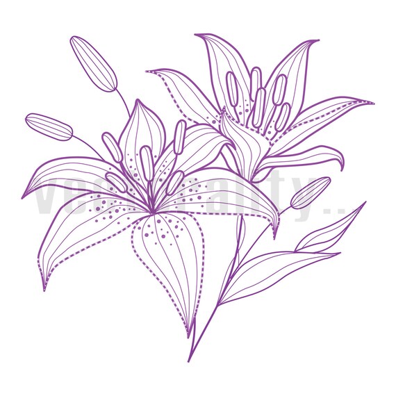 Lilly Lili Blume Blutenblatt Flora Umriss Einfache Linie Etsy