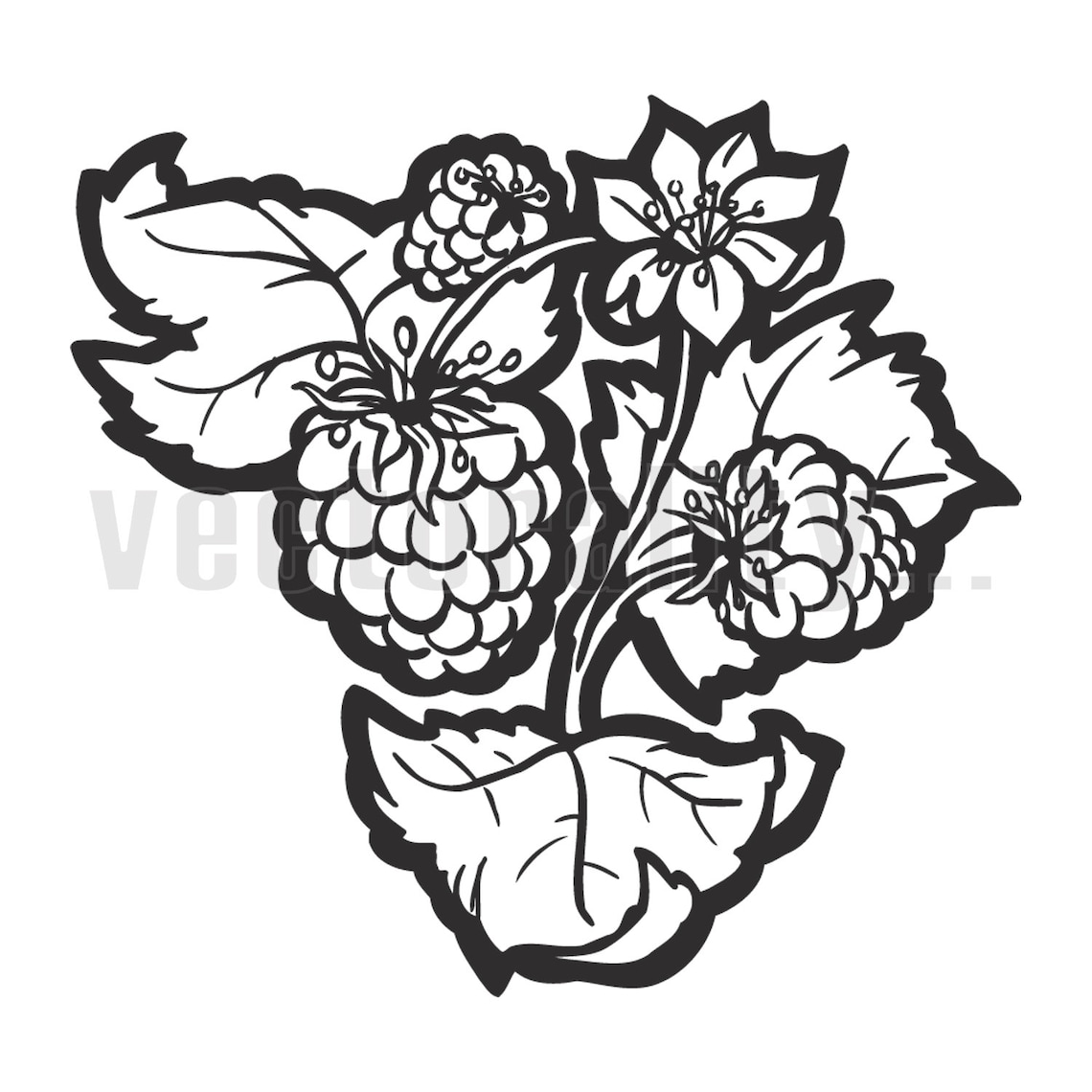 Wild Blackberry Bramble Fruit Illustration Sketch Hand Drawing Etsy