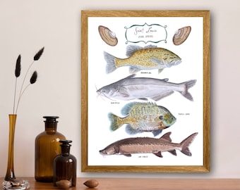 Saint Louis Fish Species, Fine Art Print