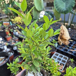 Pianta viva di Psidium acutangulum – Guava lungo il fiume / Arazá de Agua / Guava foglia di felce