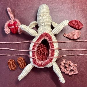 May include: A crocheted anatomical model of a female body with removable organs. The organs are made of different colours of yarn and include the uterus, ovaries, fallopian tubes, intestines, and kidneys.