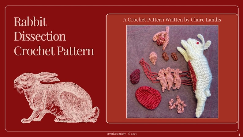 Rabbit Dissection Project Digital Download Rabbit Dissection Crochet Pattern - Etsy