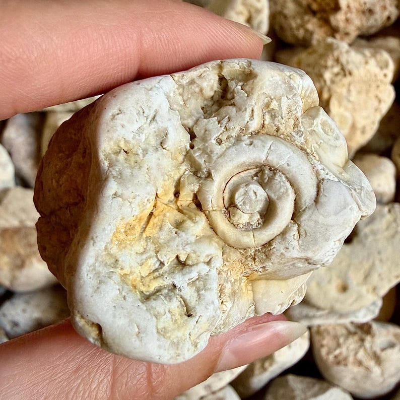 K&ouml;nnte beinhalten: Ein versteinertes Muschelschalen-Fossil, eingebettet in einem hellfarbigen Stein. Die Spiralschale hat eine cremewei&szlig;e Farbe, die mit der rauen, strukturierten Oberfl&auml;che des Steins kontrastiert. Der Stein hat einen beige-gelben Farbton.