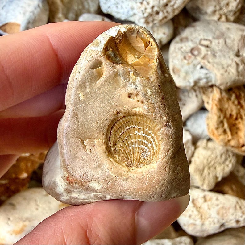 K&ouml;nnte beinhalten: Ein hellbrauner Stein mit einem fossilen Abdruck einer Muschel. Das Fossil ist ein detailliertes, kreisf&ouml;rmiges Design mit radialen Linien. Der Stein wird von einer Hand gehalten, mit anderen Steinen im Hintergrund. Der Stein hat eine raue Textur und ein nat&uuml;rliches, erdiges Aussehen.