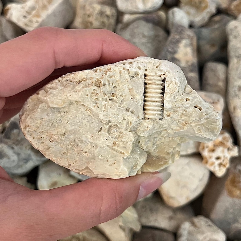 K&ouml;nnte beinhalten: Ein hellbeige, unregelm&auml;&szlig;ig geformter Stein mit einem geschnitzten, vertikalen, geriffelten Design. Der Stein hat eine raue, strukturierte Oberfl&auml;che und wird in einer Hand gehalten. Der Hintergrund ist mit &auml;hnlichen Steinen gef&uuml;llt.
