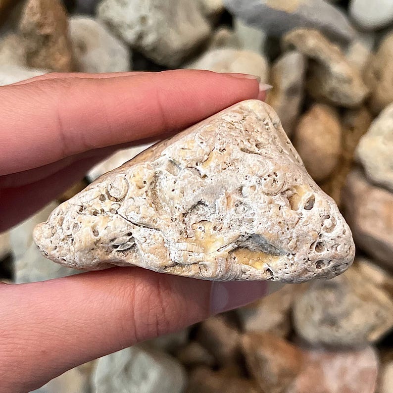 K&ouml;nnte beinhalten: Ein hellbeige, dreieckiger Stein mit rauer, strukturierter Oberfl&auml;che. Der Stein hat kleine L&ouml;cher und fossilartige Muster. Der Stein wird in einer Hand gehalten, mit anderen Steinen im Hintergrund.