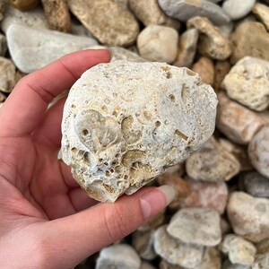 K&ouml;nnte beinhalten: Ein hellfarbener, strukturierter Stein mit einem herzf&ouml;rmigen Fossilabdruck. Der Stein hat eine raue, por&ouml;se Oberfl&auml;che und wird in einer Hand gehalten. Der Hintergrund ist mit &auml;hnlichen Steinen unterschiedlicher Gr&ouml;&szlig;e und in verschiedenen Beige- und Graut&ouml;nen gef&uuml;llt.