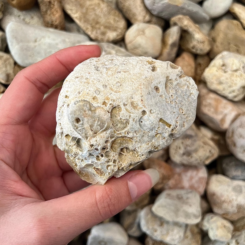 K&ouml;nnte beinhalten: Ein hellfarbener, strukturierter Stein mit einem herzf&ouml;rmigen Fossilabdruck. Der Stein hat eine raue, por&ouml;se Oberfl&auml;che und wird in einer Hand gehalten. Der Hintergrund ist mit &auml;hnlichen Steinen unterschiedlicher Gr&ouml;&szlig;e und in verschiedenen Beige- und Graut&ouml;nen gef&uuml;llt.