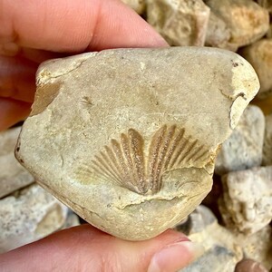 K&ouml;nnte beinhalten: Ein hellbraunes Fossil, eingebettet in einem Stein. Das Fossil hat ein f&auml;cherartiges Muster mit braunen und beigen Linien. Der Stein wird in einer Hand gehalten, mit anderen Steinen im Hintergrund.