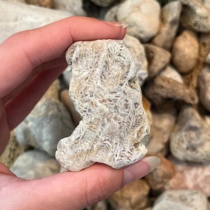 K&ouml;nnte beinhalten: Ein beigefarbener, strukturierter Stein mit por&ouml;ser Oberfl&auml;che. Der Stein wird in einer Hand gehalten und scheint ein St&uuml;ck Koralle zu sein. Der Hintergrund ist mit anderen Steinen unterschiedlicher Gr&ouml;&szlig;e und Farbe gef&uuml;llt.