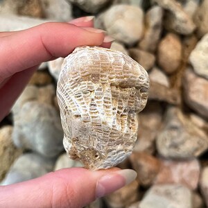 K&ouml;nnte beinhalten: Ein versteinertes Korallenexemplar, das in einer Hand gehalten wird und eine detaillierte, strukturierte Oberfl&auml;che aufweist. Die Koralle hat eine hellbeige Farbe mit komplizierten Mustern, die auf ihren marinen Ursprung hindeuten. Der Hintergrund ist verschwommen und mit &auml;hnlichen Steinen gef&uuml;llt.