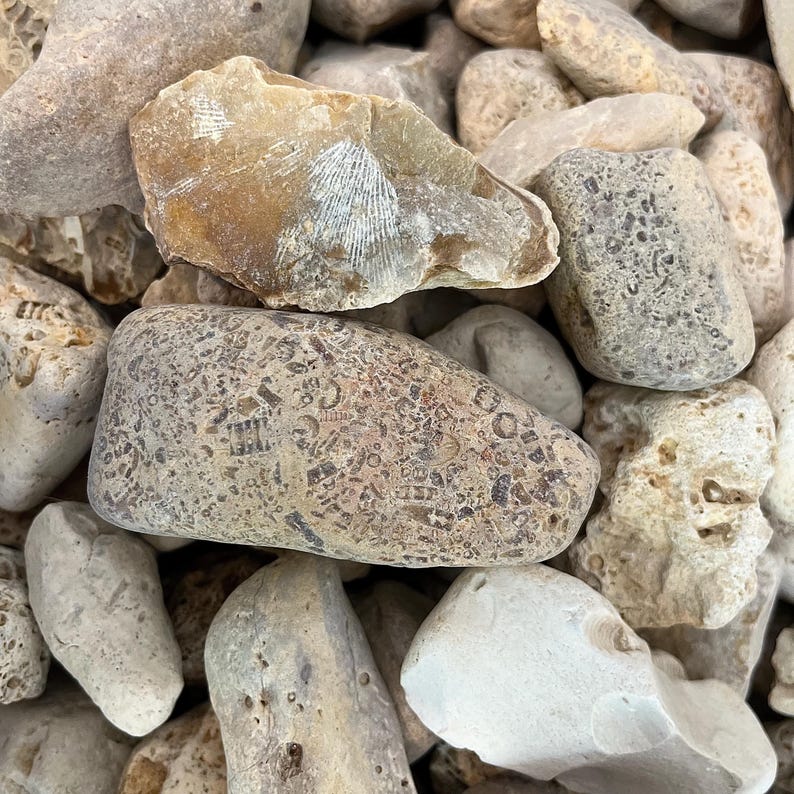 K&ouml;nnte beinhalten: Nahaufnahme einer Sammlung von Natursteinen in verschiedenen Gr&ouml;&szlig;en und Farbt&ouml;nen von Beige, Grau und Braun. Einige Steine weisen Fossilienabdr&uuml;cke und Texturen auf, w&auml;hrend andere glatte Oberfl&auml;chen haben. Das Bild zeigt die nat&uuml;rlichen Variationen.