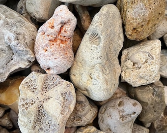 1-2 lbs Fossils Mix Assorted Types Bulk Box