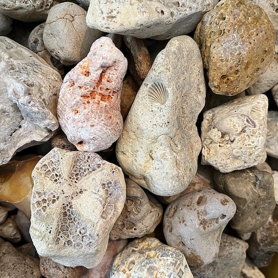 1-2 lbs Fossils Mix Assorted Types Bulk Box