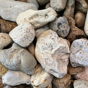 K&ouml;nnte beinhalten: Eine Sammlung unterschiedlich gro&szlig;er, verwitterter Steine in Beige-, Grau- und Braunt&ouml;nen. Einige Steine weisen sichtbare Fossilienabdr&uuml;cke und einzigartige Texturen auf, was eine nat&uuml;rliche, erdige &Auml;sthetik erzeugt.