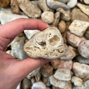 K&ouml;nnte beinhalten: Ein hellbeige Stein mit einem versteinerten Design, der in einer Hand gehalten wird. Der Stein hat eine raue Textur und ein nat&uuml;rliches, verwittertes Aussehen. Das Fossil scheint von einem kleinen Lebewesen zu stammen. Der Hintergrund ist mit anderen Steinen gef&uuml;llt.