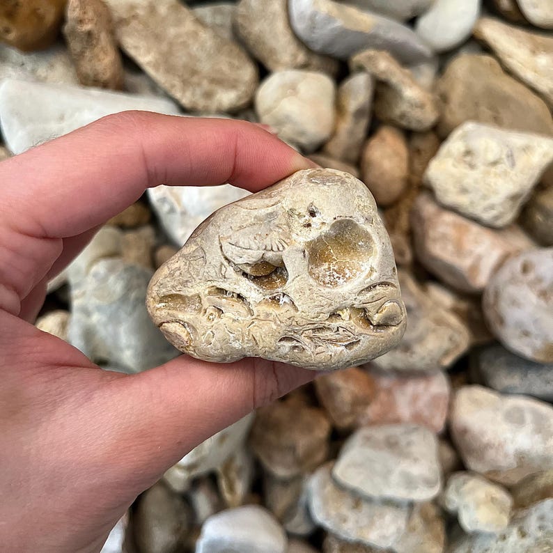 K&ouml;nnte beinhalten: Ein hellbeige Stein mit einem versteinerten Design, der in einer Hand gehalten wird. Der Stein hat eine raue Textur und ein nat&uuml;rliches, verwittertes Aussehen. Das Fossil scheint von einem kleinen Lebewesen zu stammen. Der Hintergrund ist mit anderen Steinen gef&uuml;llt.