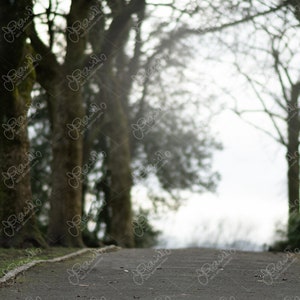 May include: A paved path lined with bare trees leads to a bright, blurry background. The path is surrounded by green grass and a low stone wall.