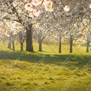 Amazing SPRING, blooming trees, sunset blossom DIGITAL BACKGROUND