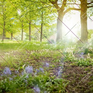Summer/Spring Magical, Bright forest/park, whimsical, light leaks, light flare DIGITAL BACKGROUND