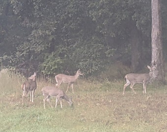 Offerings to Nature - Feed Wildlife - Dedicated to Your Guides, Ancestors, Deities - Custom Offering Service