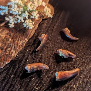 Puede incluir: Naturaleza muerta con garras de animales, una hoja seca con flores blancas y pétalos amarillos. Los elementos están dispuestos sobre una superficie oscura y texturizada, creando una estética rústica y natural.