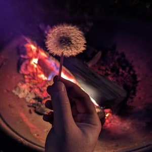 May include: A hand holds a dried dandelion flower over a glowing campfire. The fire is burning brightly, casting a warm glow on the hand and the flower.