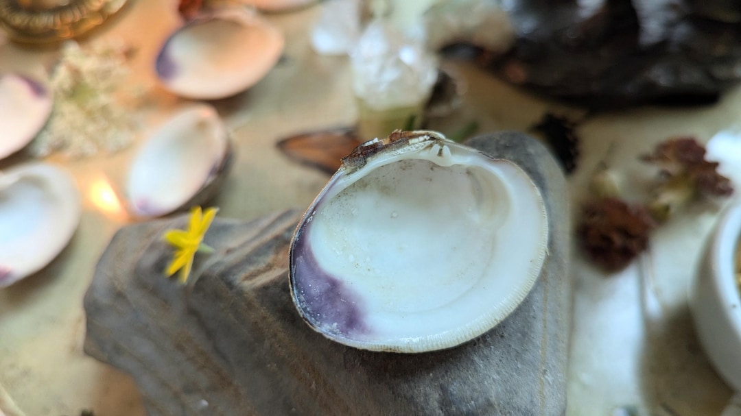 Talimanok Shell Little Purple Clam Shell - Quahog Clam - Chesapeake Bay Shell - Altar ...