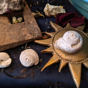 May include: Three fossilized snail shells on a dark blue surface. One shell is on a gold sun-shaped decorative plate.