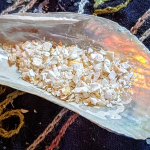 May include: A close-up of a seashell filled with small, white and beige pieces of crushed seashells.