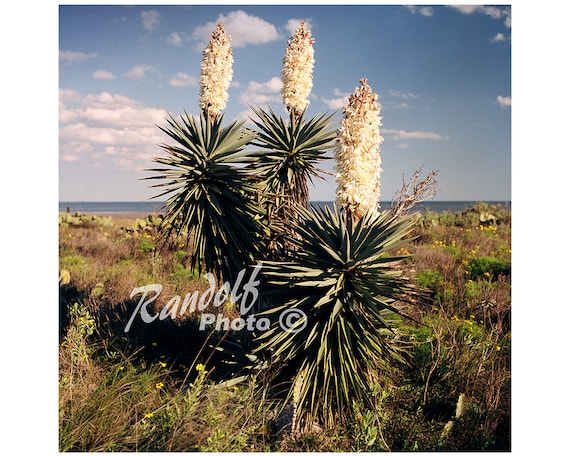 A beautiful, blooming Yucca plant with Corpus Christi Bay