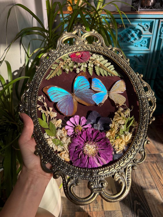 Morpho Butterfly Antique Frame - Etsy