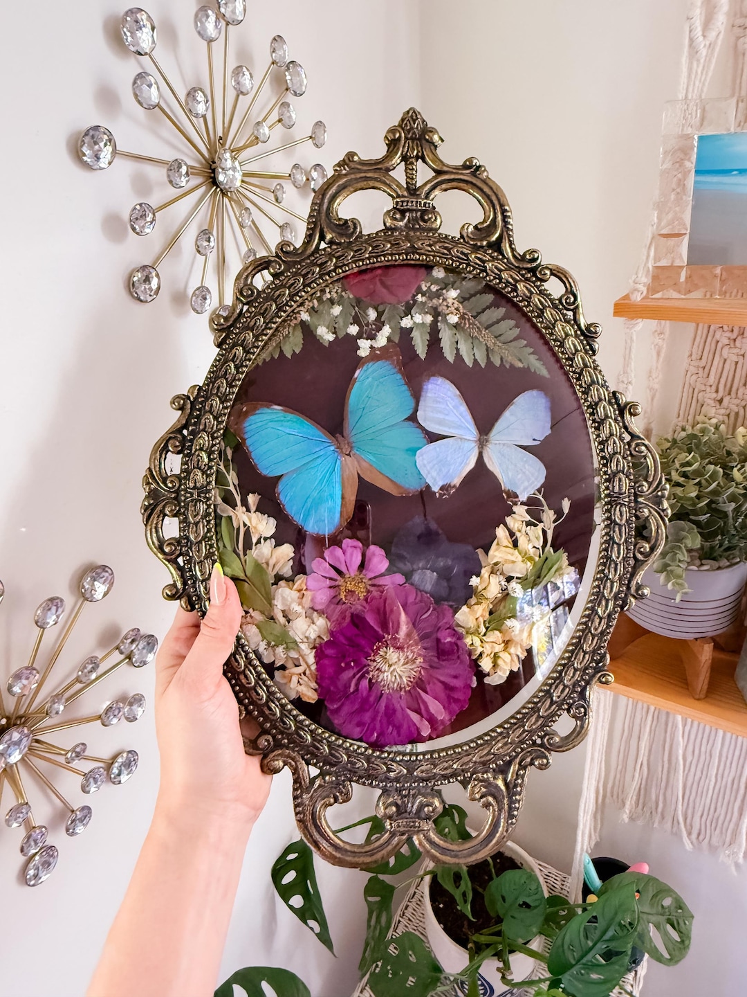 Morpho Butterfly Antique Frame - Etsy