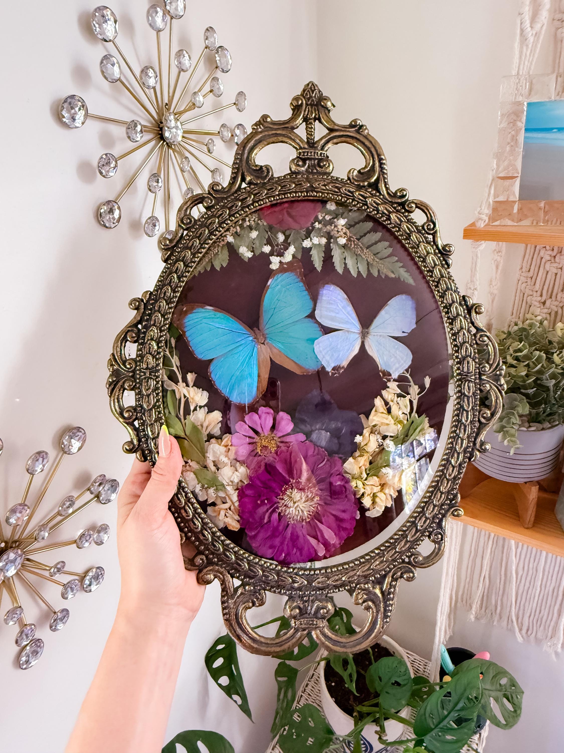 Morpho様 Morpho Butterfly Antique Frame - Etsy