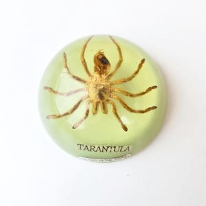 Collectable glows in the dark Tarantula resin dome paper weight display piece ~ insect / collectable /
