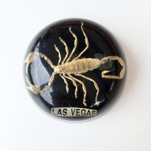 Collectable scorpion resin dome paper weight display piece souvenir from Los Vegas ~ insect / collectable /