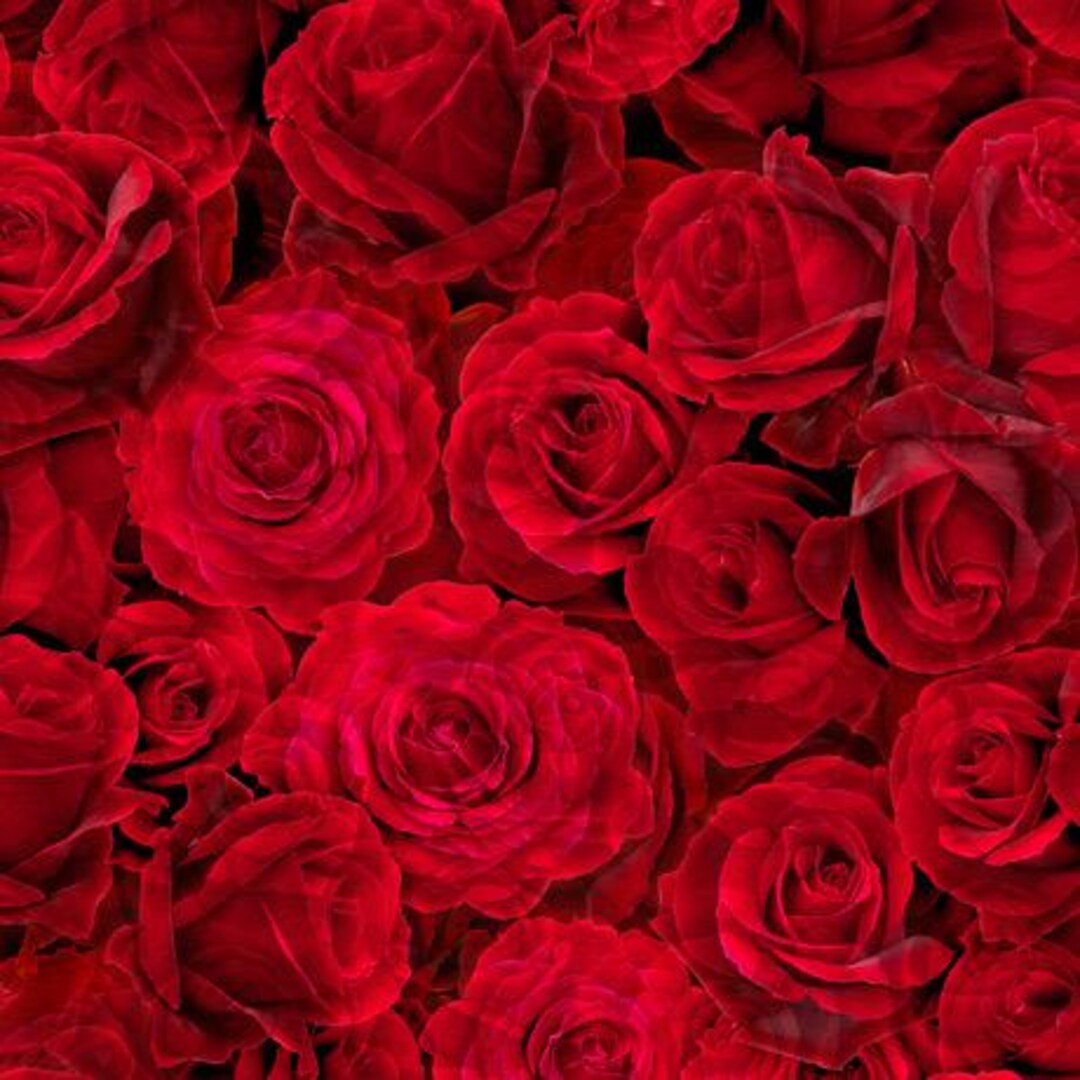 Minky Fabric Packed Red Roses Sold by the Half Yard and Continuously ...