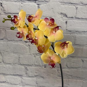 Orchids Yellow, Phalaenopsis Yellow, Mini, Fresh Cut Artificial Orchid, 24” x 10, Yellow Floral, Single Stem Floral MTF23889