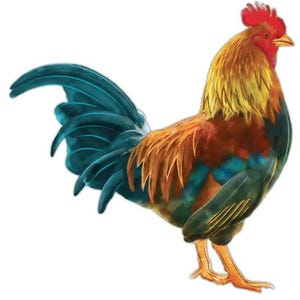 May include: A colorful illustration of a rooster. The rooster has a red comb and wattle, yellow and orange feathers on its neck and chest, and a teal tail. Its legs and beak are yellow.