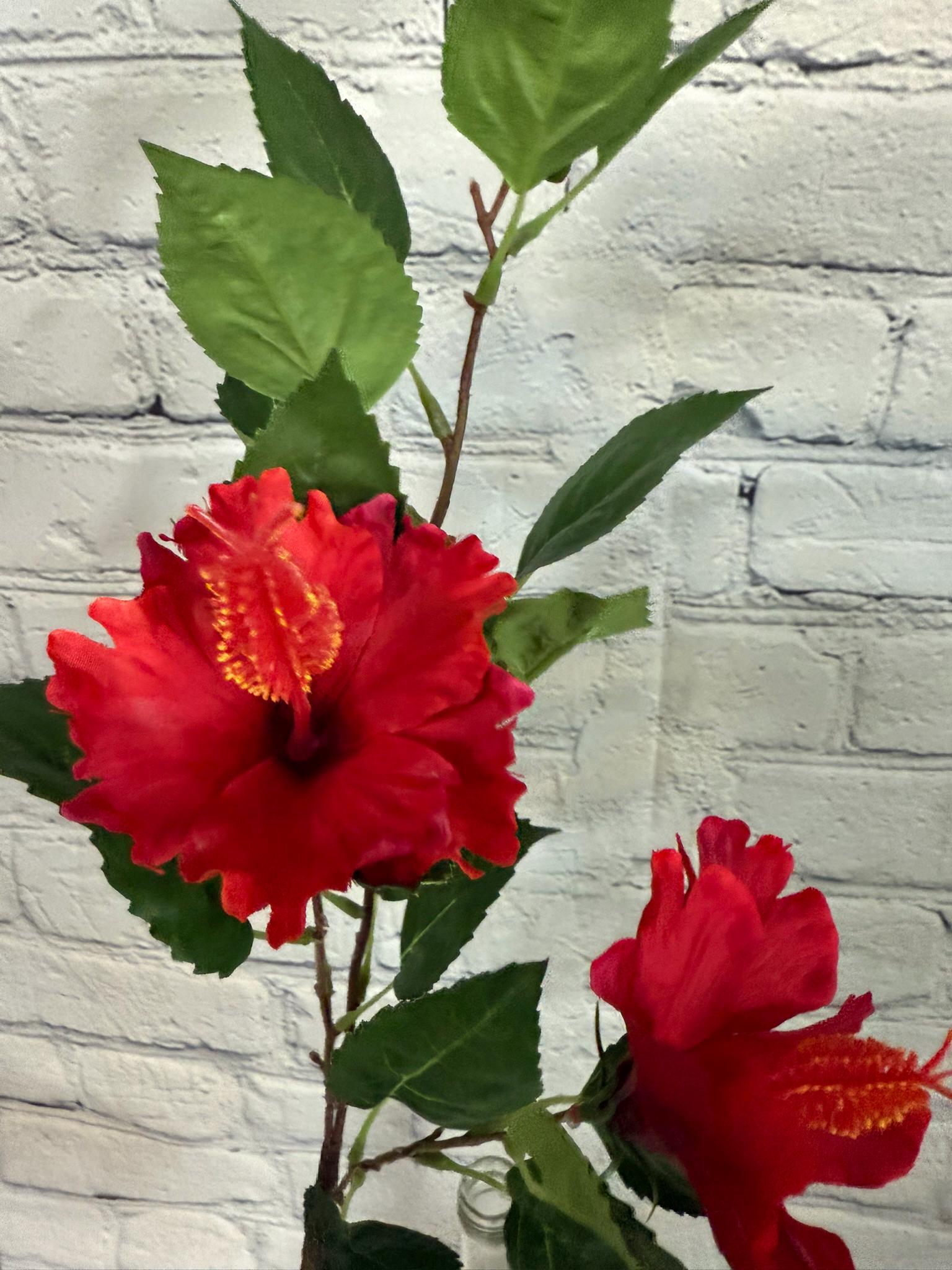 hibiscus♡ Lowe's Multicolor Hibiscus in 3-Quart Planter NURSERY at