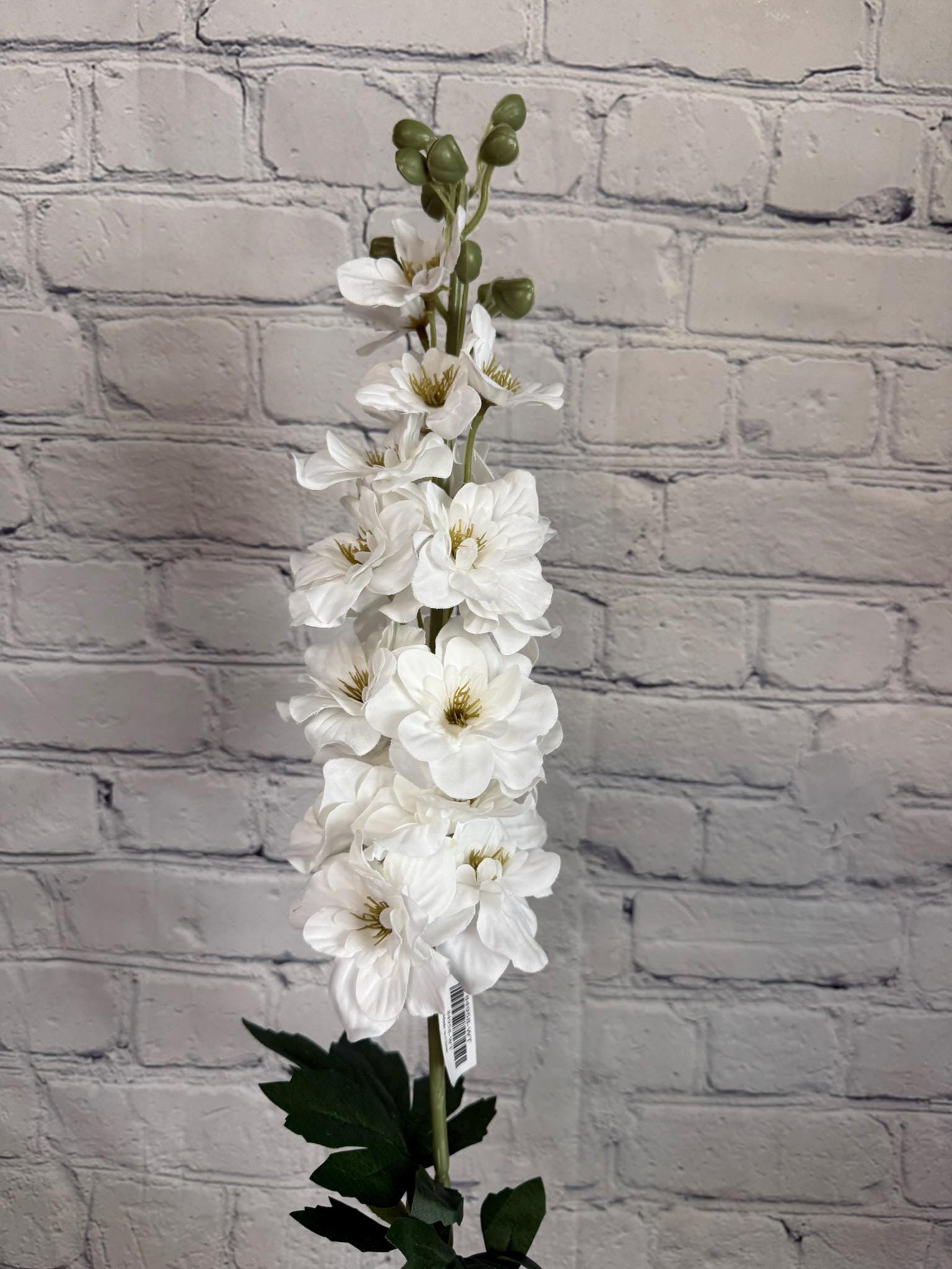 Delphinium White, Single Stem 34