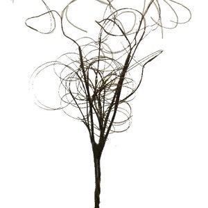 May include: A dried, brown, twig-like plant with a long, thin stem and many branches that are curled and twisted.