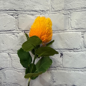 Yellow Banksia Stem – 22.5" Long | Perfect for Vases, Home Decor & Wreath Designing, 63674YW