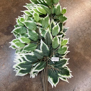 Ficus Spray X 3 Branches Variegated Ficus, One Dozen, 23&quot;, Greenery Stem Filler, Wreath or Floral Supply, Wedding Bouquet, 57000-Variegated