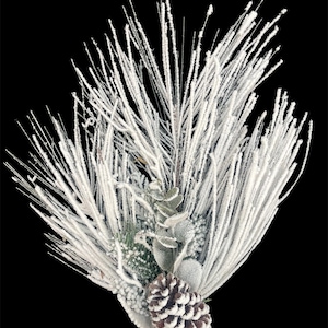 May include: A snowy white pine sprig with frosted pine needles, green eucalyptus leaves, and a brown pine cone.