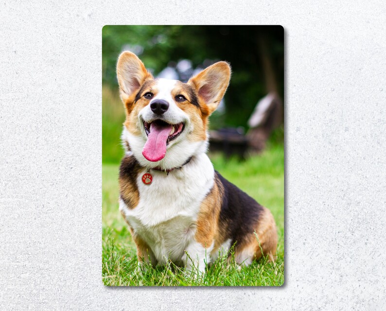 Pu&ograve; includere: Un felice corgi con pelo marrone, bianco e nero &egrave; seduto in un campo erboso. Il cane ha la lingua di fuori e indossa un collare rosso con un ciondolo a forma di zampa.