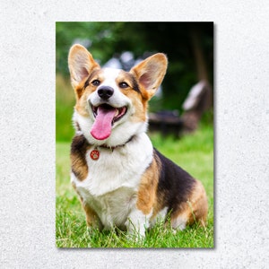 Pu&ograve; includere: Un cane corgi marrone, bianco e nero con un collare rosso e un ciondolo a forma di zampa di cane seduto in un campo erboso con la lingua di fuori.