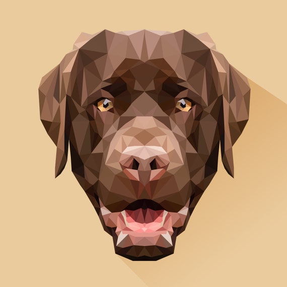 chocolate lab dog