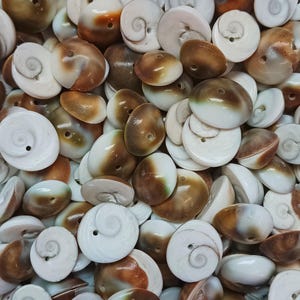 Conchas perforadas del chakra Gomti: piedras preciosas naturales para joyería, salud y prosperidad.