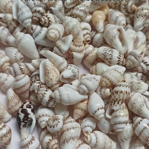 Può includere: Una collezione di piccole conchiglie a spirale nei toni del bianco, crema e marrone chiaro, caratterizzate da vari motivi a macchie e puntini marroni. Il testo FIREFLY GEMS AND JEWELLERY è stampato in nero al centro in alto.
